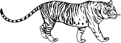 TIGER003